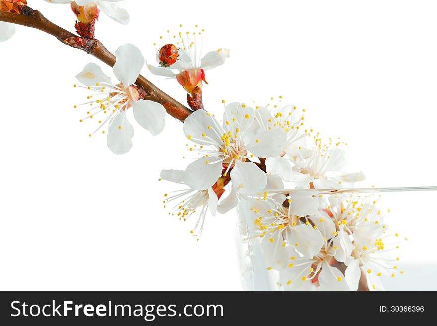 Apricot-tree flowers isolated on white background