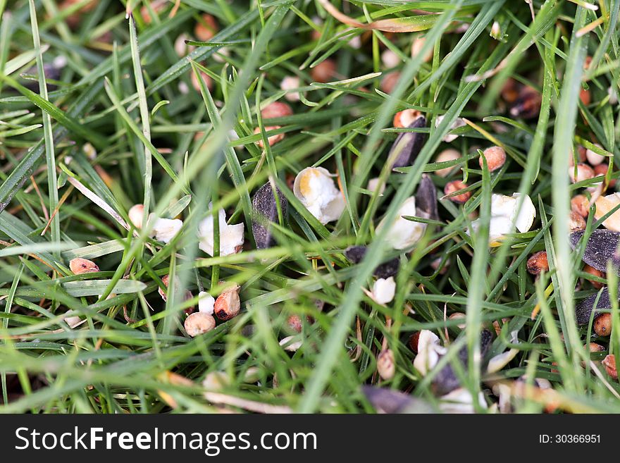 Bird seed scattered in fresh green grass. Bird seed scattered in fresh green grass