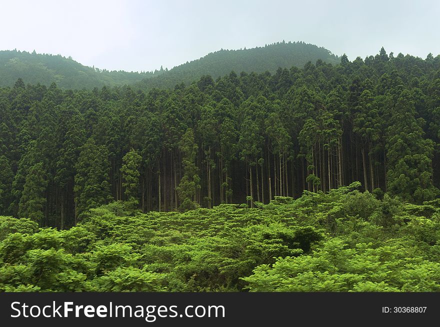 Green forest in Japanese mountains by summer. Green forest in Japanese mountains by summer