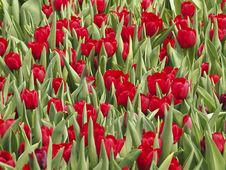 Tulip Clump Royalty Free Stock Photos