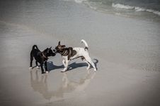 Thai Dogs Play On Beach Royalty Free Stock Photos Thai Dogs Play On Beach Royalty Free Stock Photos