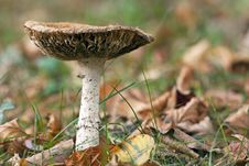 Autumn Mushroom Stock Images