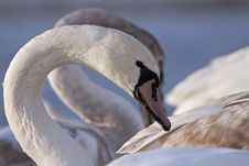 Swan Portrait Stock Photography Swan Portrait Stock Photography