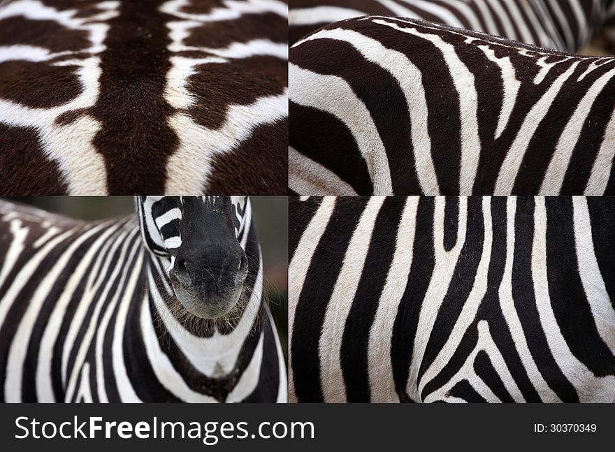 Several shots zebras arranged side by side. Several shots zebras arranged side by side