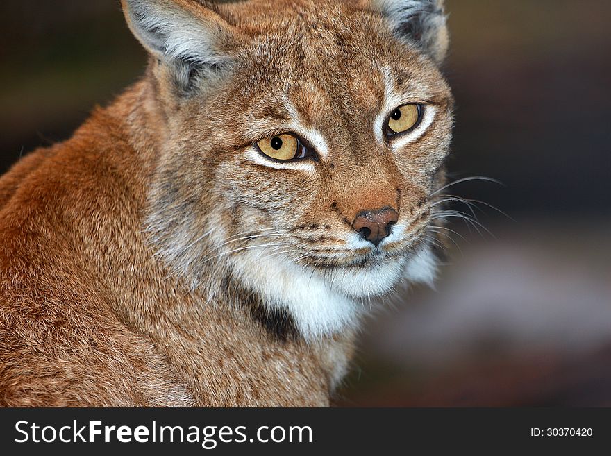 Lynx his portrait from zoo