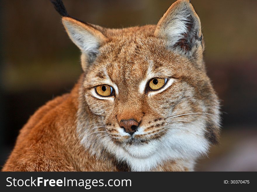 Lynx his portrait from zoo