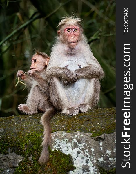 Monkey family. Mother and baby in bamboo forest. South India