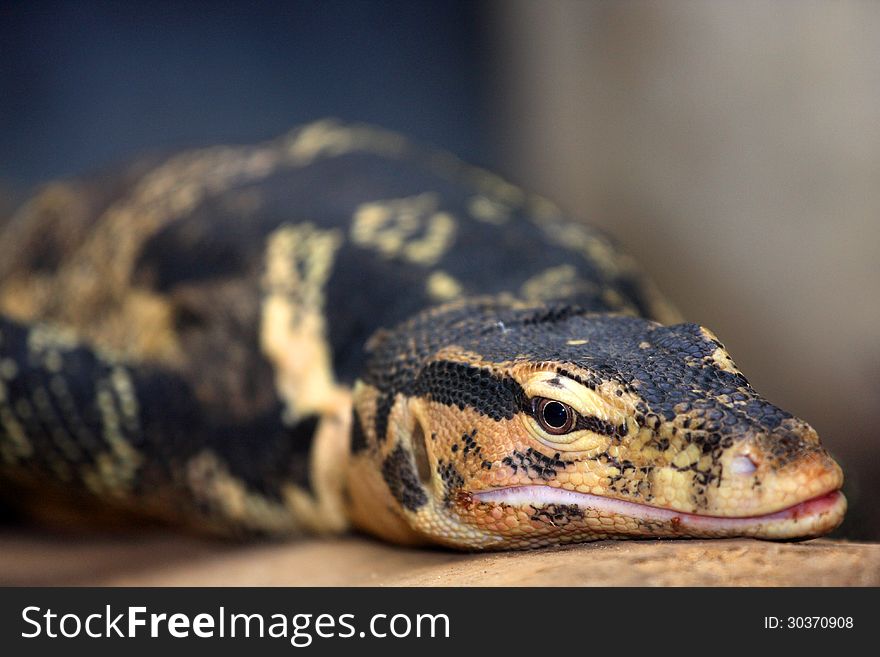 Monitor lizard from the zoo yellow black. Monitor lizard from the zoo yellow black