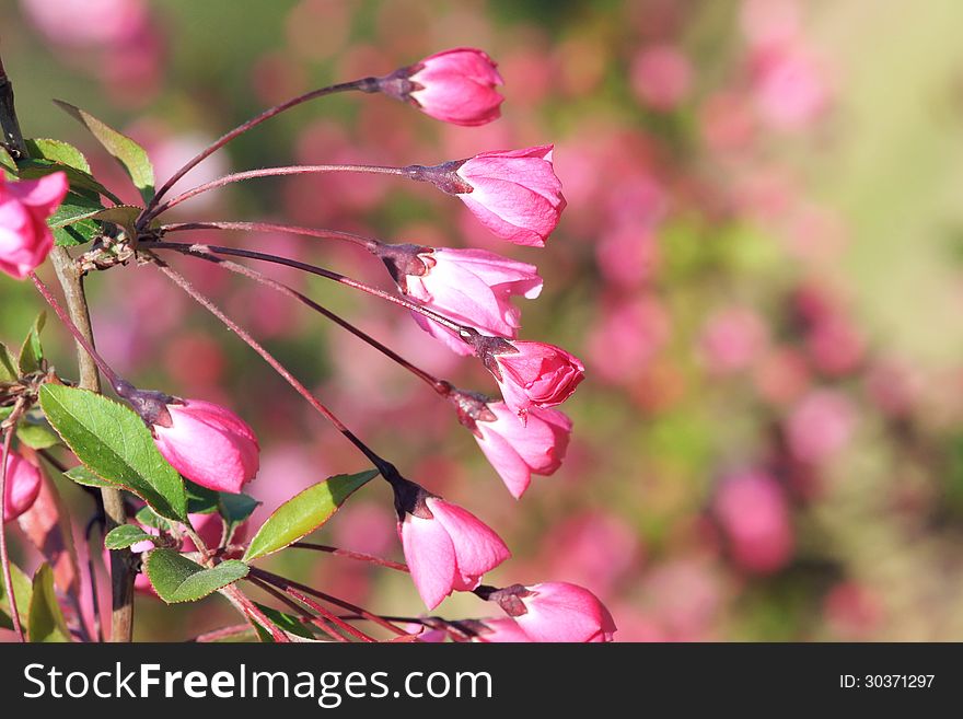 The close-up of buds of Malus micromalus. The close-up of buds of Malus micromalus.