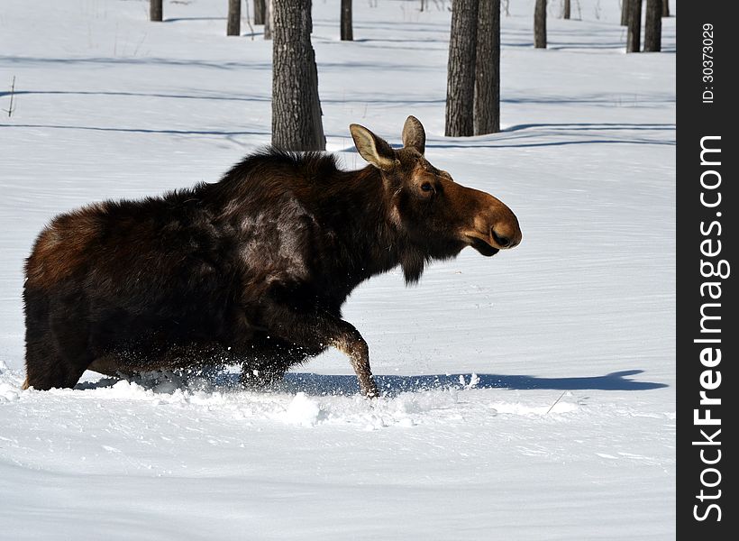 Female Moose sinking as she walks in deep snow