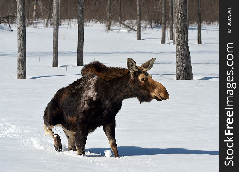 Moose trying to walk in deep snow