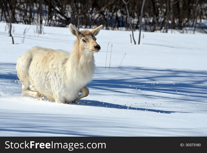 White Elk struggling in deep snow