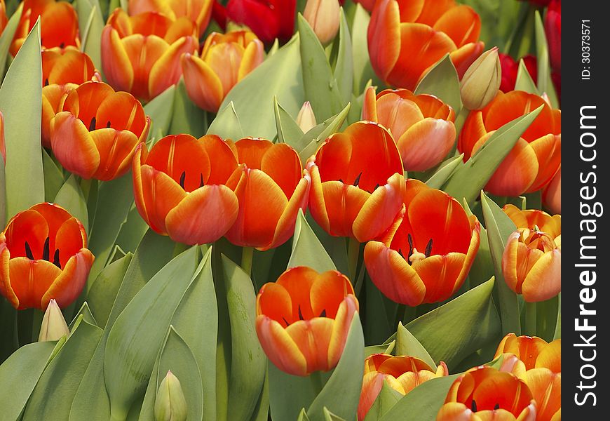 Group of bloom orange tulip in garden