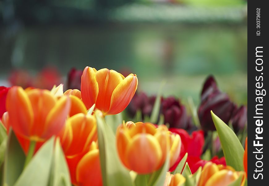 Orange tulip in screen of colorfull garden. Orange tulip in screen of colorfull garden