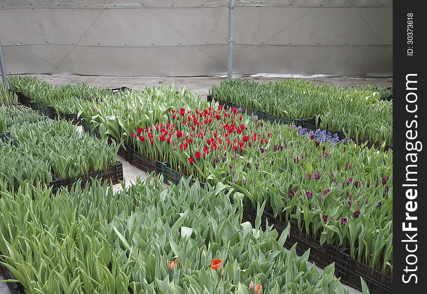 Tulip nursery