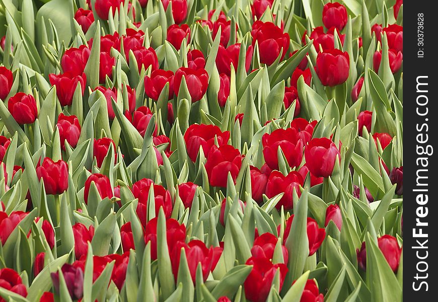 Clump of tulip in flower Plant nursery. Clump of tulip in flower Plant nursery