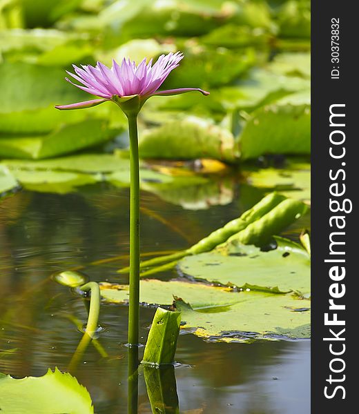 Pink lotus rise over water in sunlight