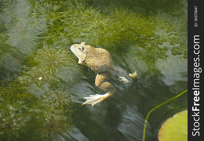 Ugly toad in water of green pond