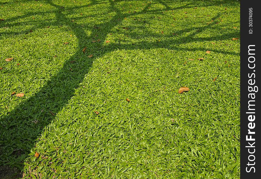 Image of shadow tree on lawn in park