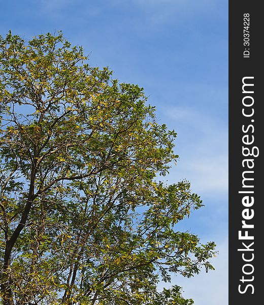 View of big tree in park in sunny day