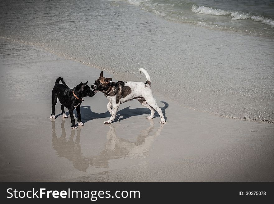 Thai dogs play on beach