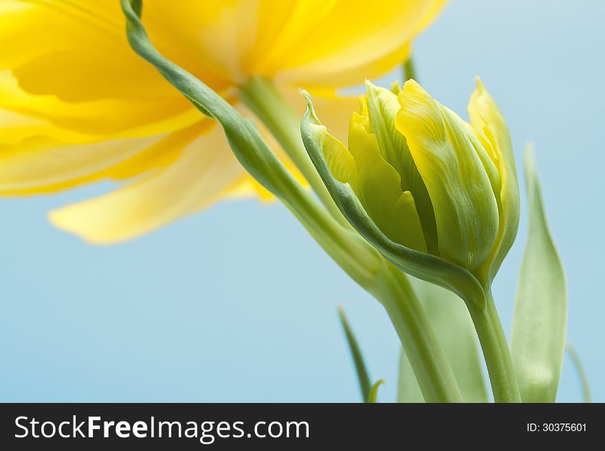 Two yellow tulips on the blue background