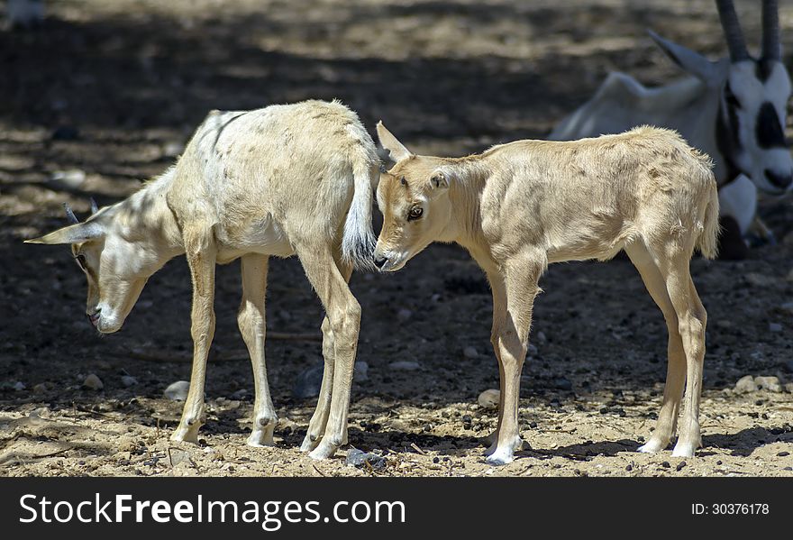 Babies Of Antelope, Eilat, Israel