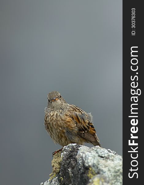 Bird on a rock with a background