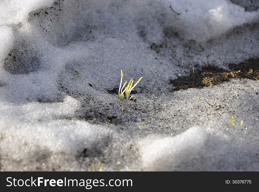 Green plant makes its way through the snow. Green plant makes its way through the snow.