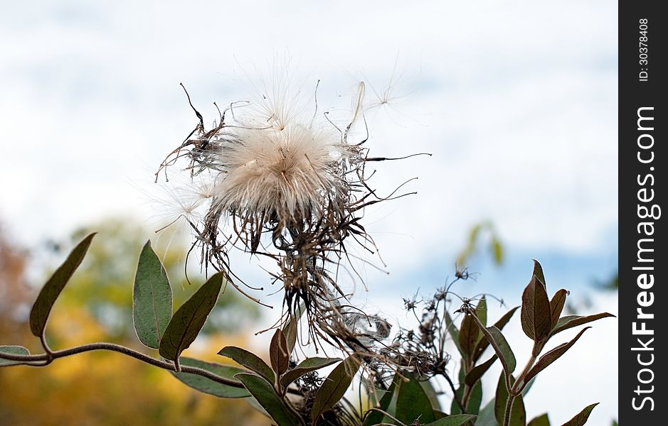 Thistle plant dispersing thistledown or seeds into air in fall. Thistles are considered a nuisance plant, but is also used in herbal medicine for various ailments. Thistle plant dispersing thistledown or seeds into air in fall. Thistles are considered a nuisance plant, but is also used in herbal medicine for various ailments.
