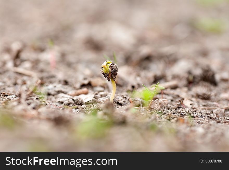 Green young shoots maple breaking through the old leaves