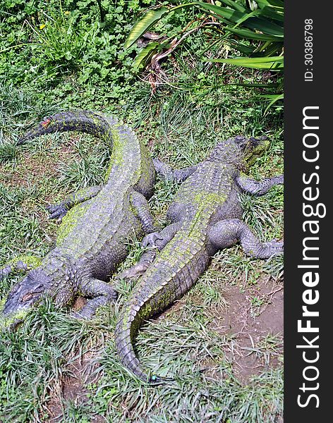 Two crocodiles lying head to tail basking in the sun between green vegetation. Two crocodiles lying head to tail basking in the sun between green vegetation