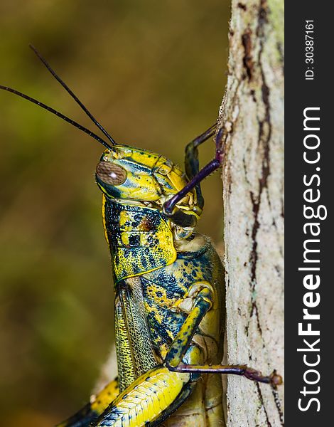 Close up of a big yellow grasshopper. Close up of a big yellow grasshopper