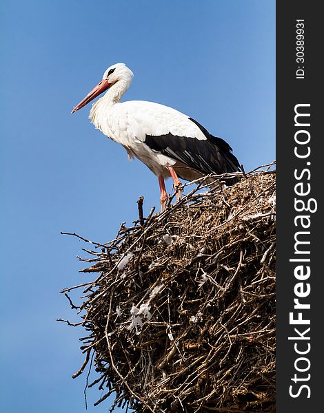 Beautiful stork family in the nest