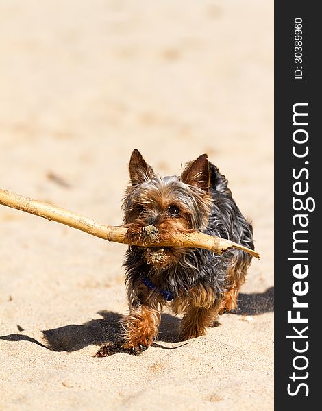 Hard-working Yorkshire Terrier bring back the staff