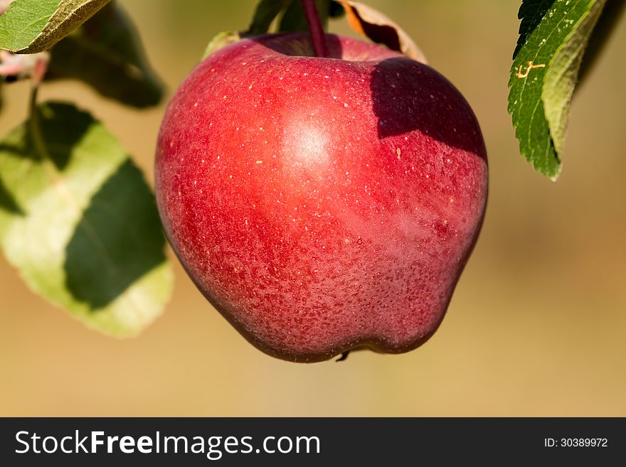 Beautiful red ripe apples on the tree