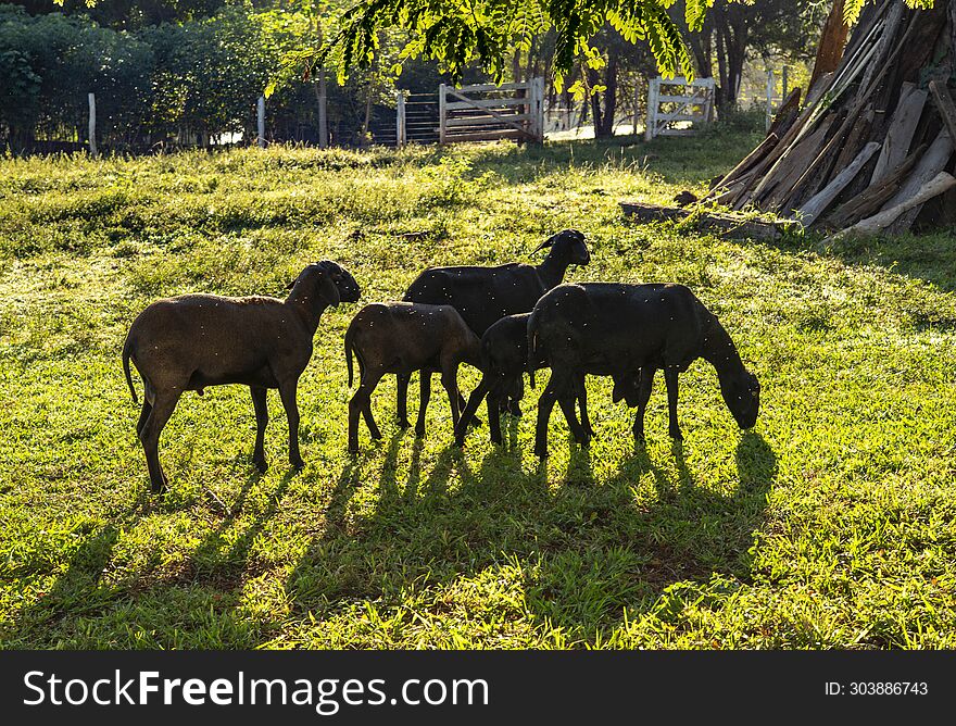 Sheeps in the meadow in the morning light,..Goats on the farm