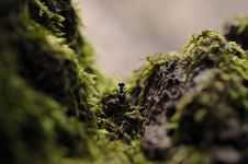 Ant Royalty Free Stock Photography Ant Royalty Free Stock Photography