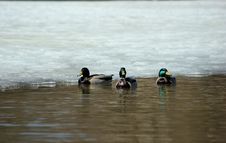 Wild Ducks Royalty Free Stock Image