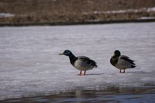 Wild Ducks Royalty Free Stock Photography