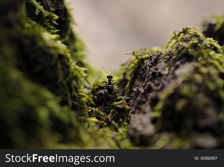 Inquisitive ant walking between two wooden cliffs