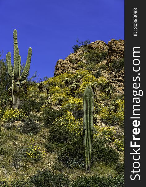 Springtime in Tonto National Forest, Mesa Arizona. Springtime in Tonto National Forest, Mesa Arizona.