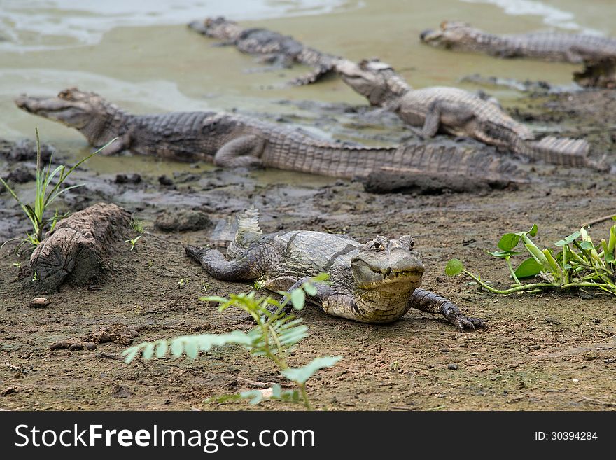 Cayman on Pantanal (Brasil)