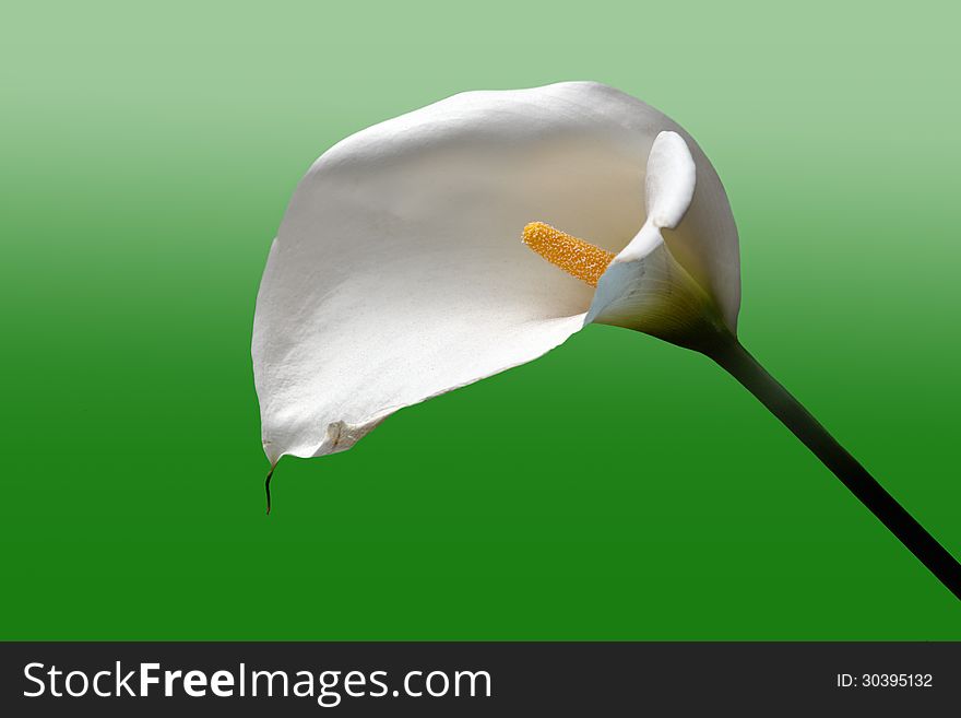 White calla flower close up