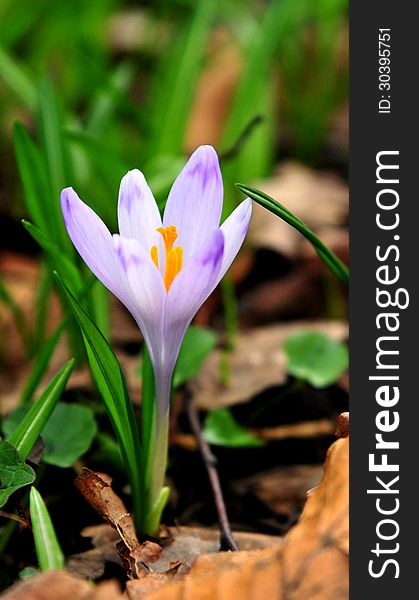 A crocus is a vanishing flower of the forests of Carpathians. Brought in the red book of Ukraine. A crocus is a vanishing flower of the forests of Carpathians. Brought in the red book of Ukraine