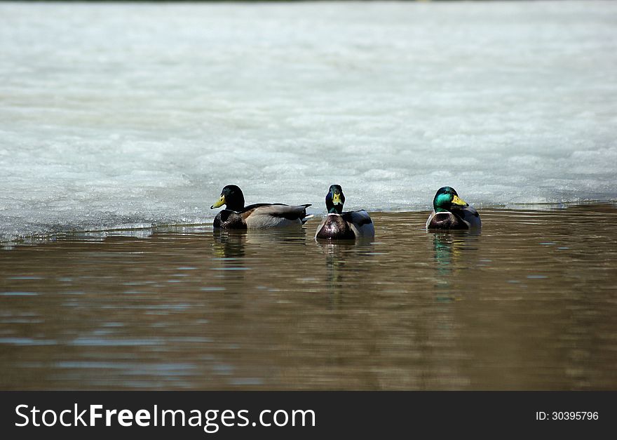 Wild ducks swimming in the pond in the spring