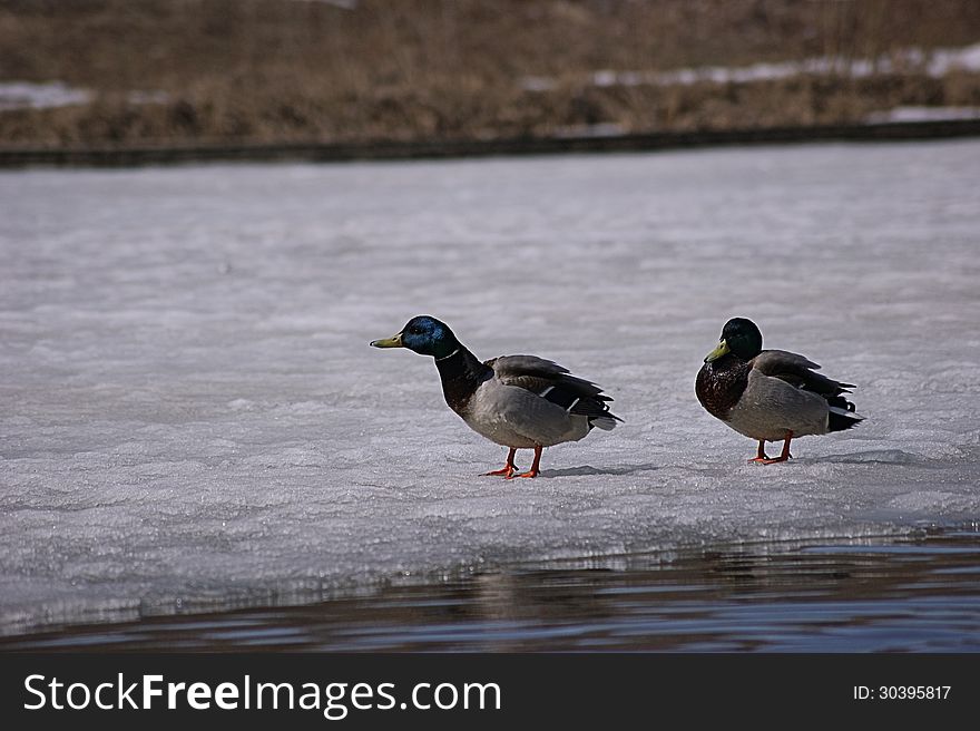 Wild ducks swimming in the pond in the spring