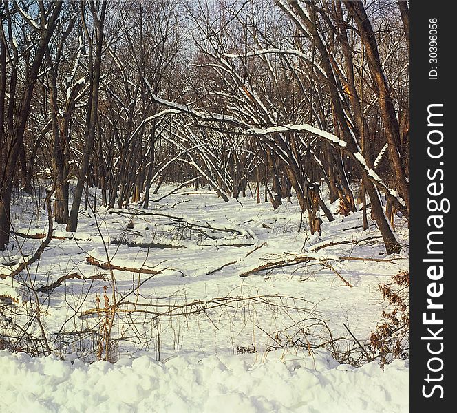 A winter view of upland woods and a creek bed, at the Coon Rapids Dam Park Reserve in central Minnesota. A winter view of upland woods and a creek bed, at the Coon Rapids Dam Park Reserve in central Minnesota.