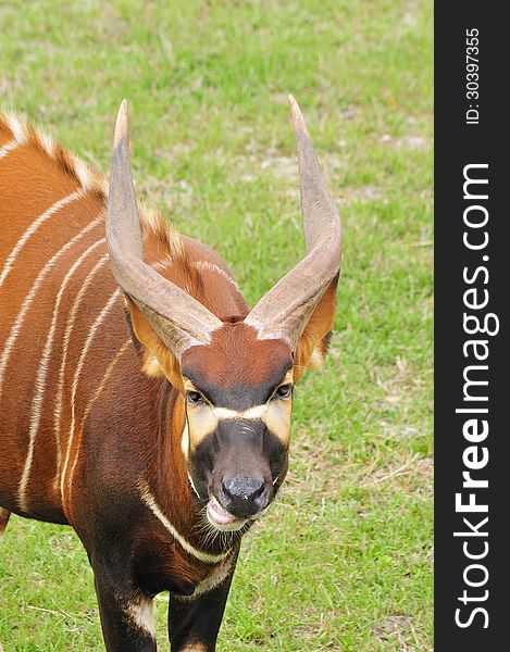 Headshot of African wild Bongo antelope. Headshot of African wild Bongo antelope