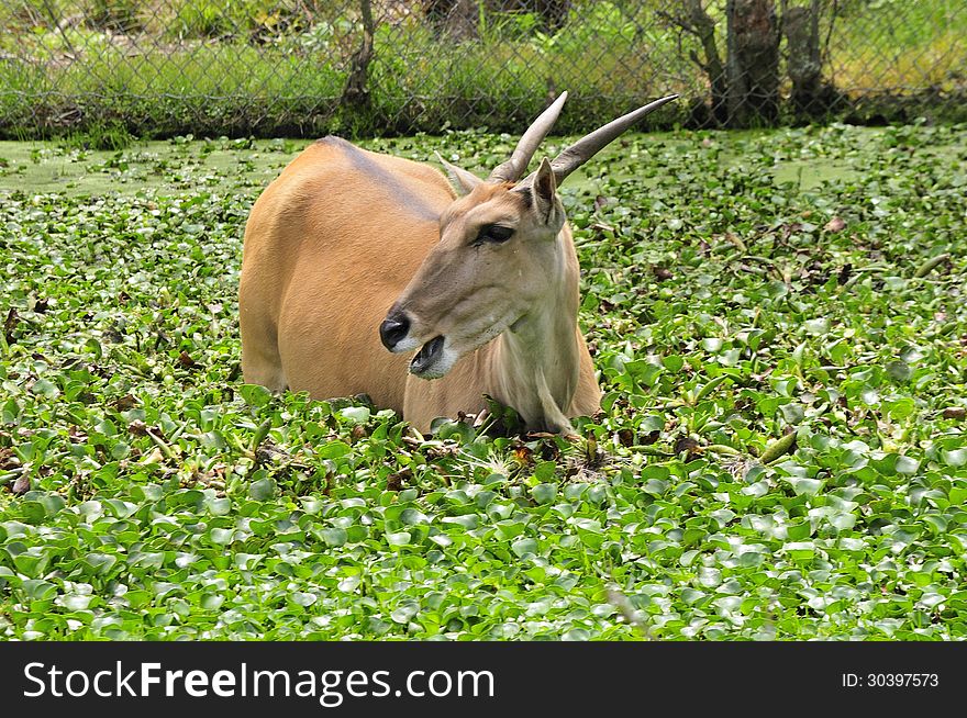 Elan antelope enjoying water plants